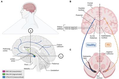 Frontiers | Developmental pathways linked to the vulnerability of